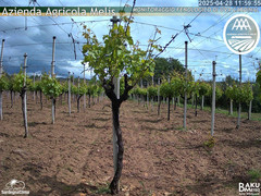 view from Bari Sardo - Fenologica on 2025-04-28