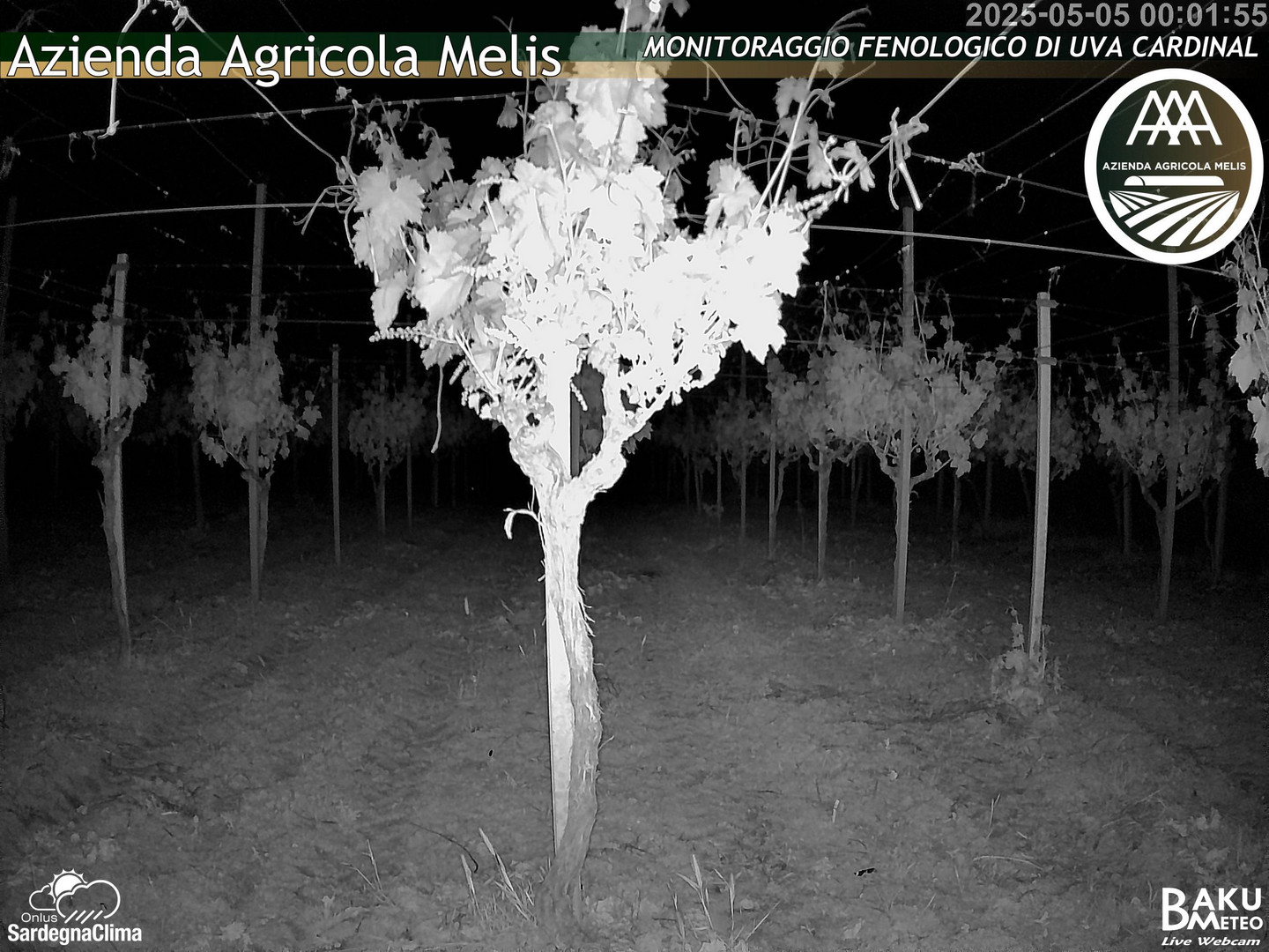 time-lapse frame, Bari Sardo - Fenologica webcam
