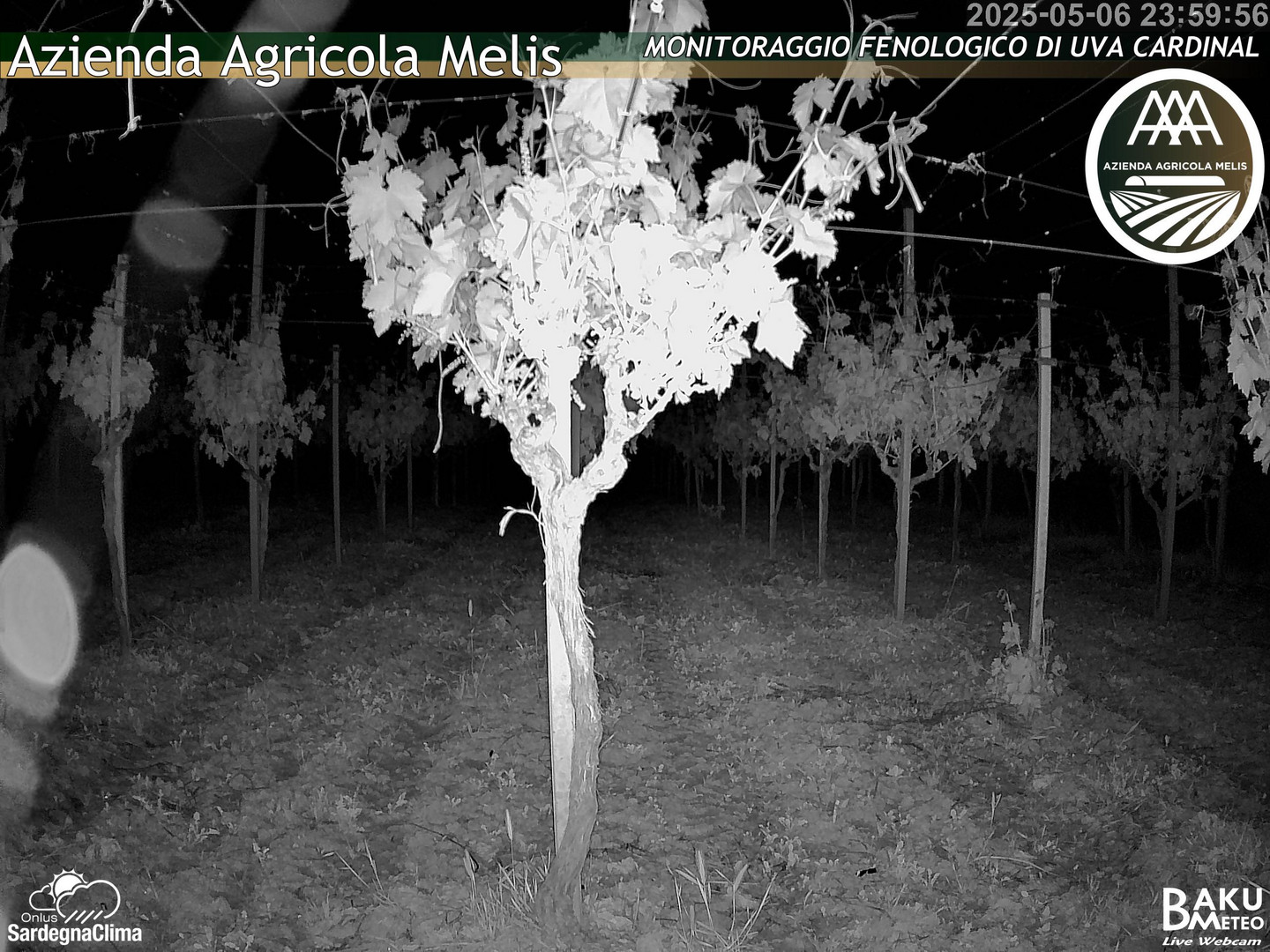 time-lapse frame, Bari Sardo - Fenologica webcam