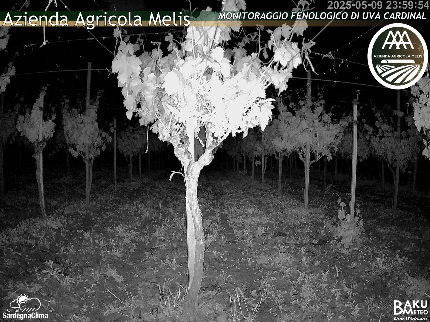 time-lapse frame, Bari Sardo - Fenologica webcam