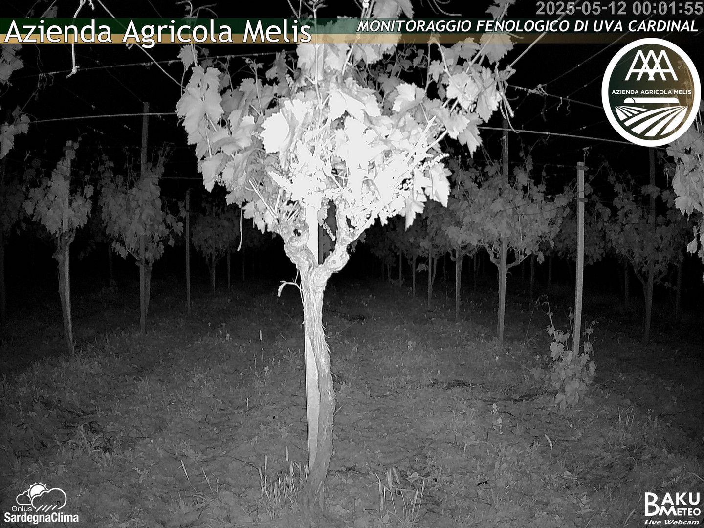 time-lapse frame, Bari Sardo - Fenologica webcam
