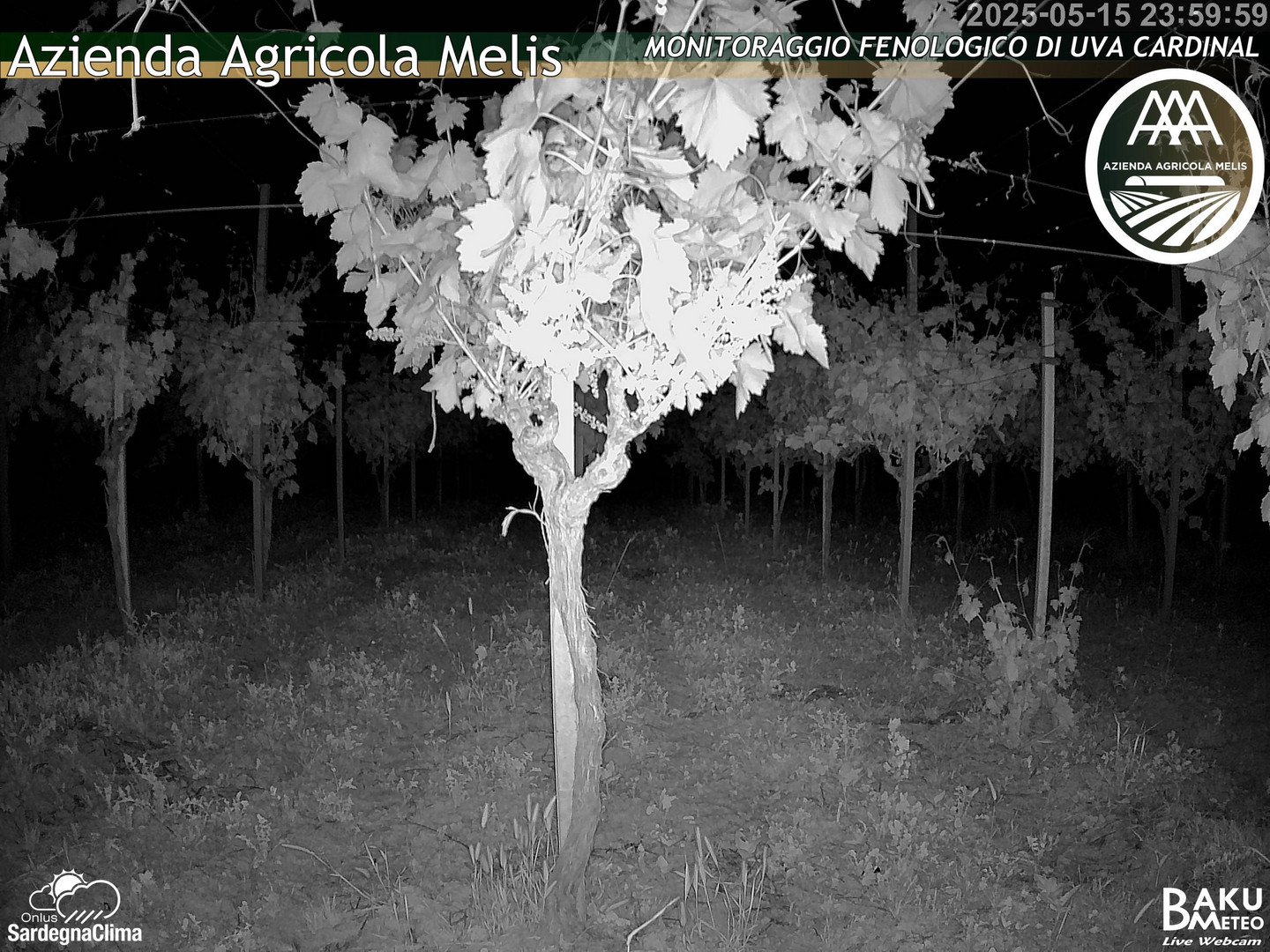 time-lapse frame, Bari Sardo - Fenologica webcam