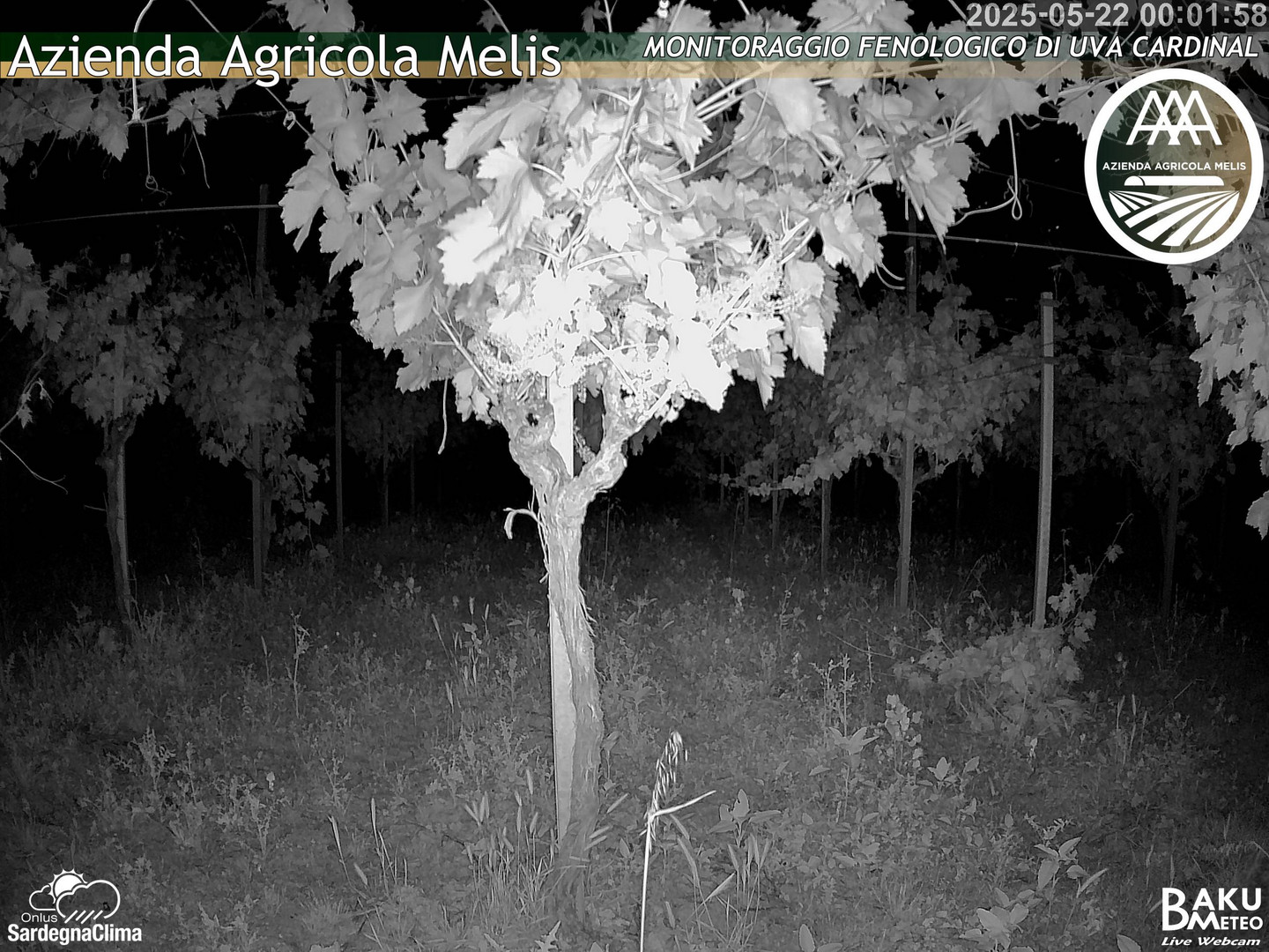 time-lapse frame, Bari Sardo - Fenologica webcam