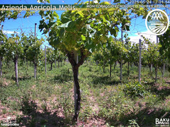 view from Bari Sardo - Fenologica on 2025-05-24