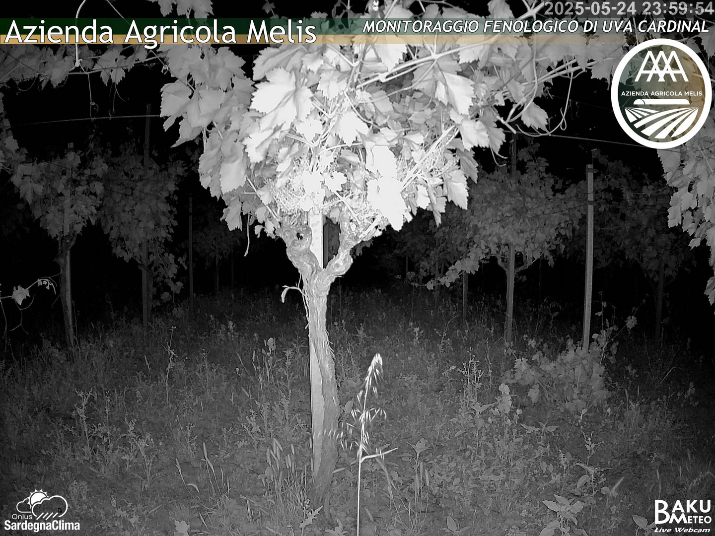 time-lapse frame, Bari Sardo - Fenologica webcam