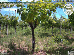 view from Bari Sardo - Fenologica on 2025-05-26