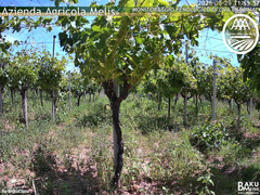 view from Bari Sardo - Fenologica on 2025-05-29