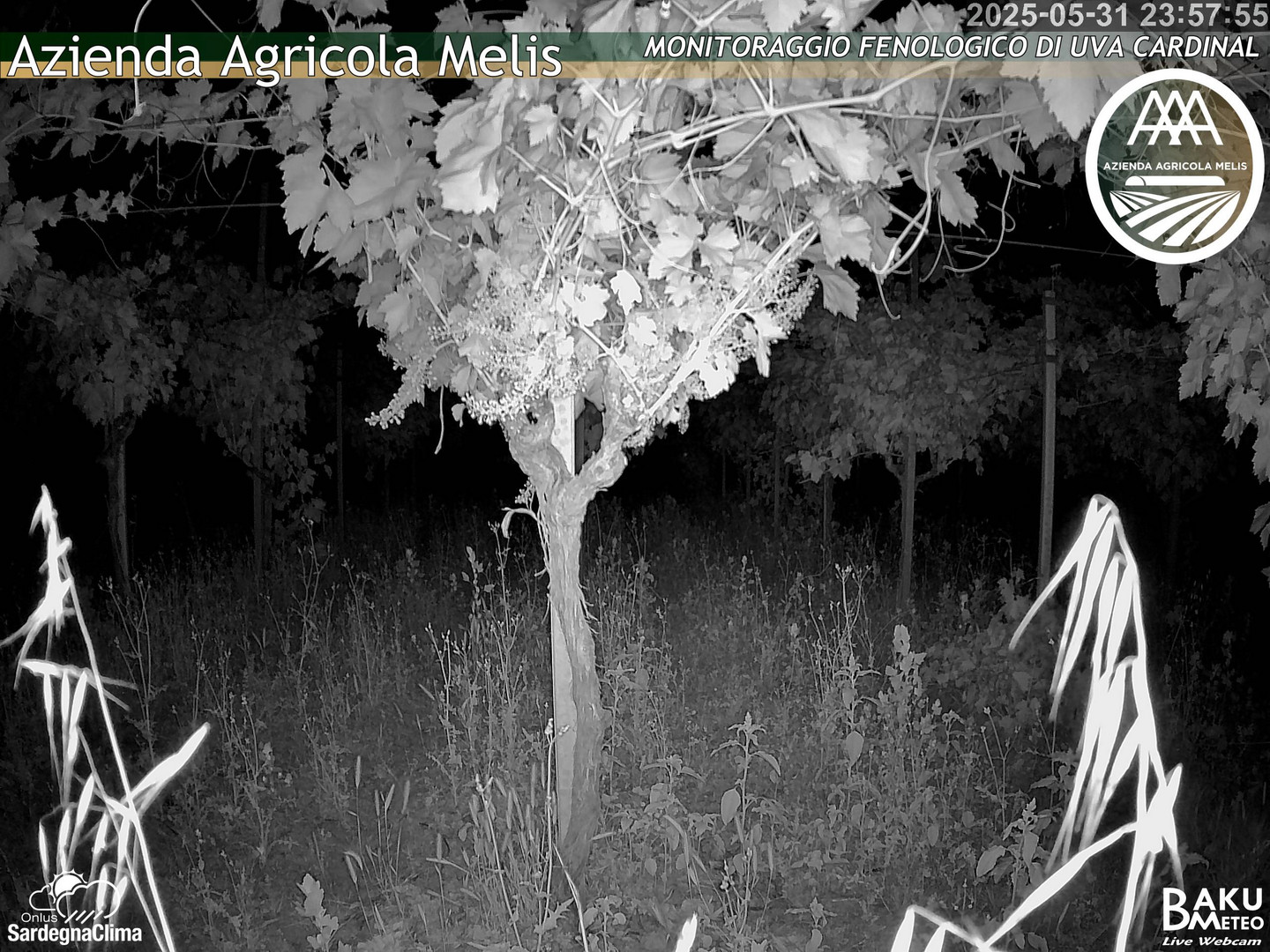 time-lapse frame, Bari Sardo - Fenologica webcam