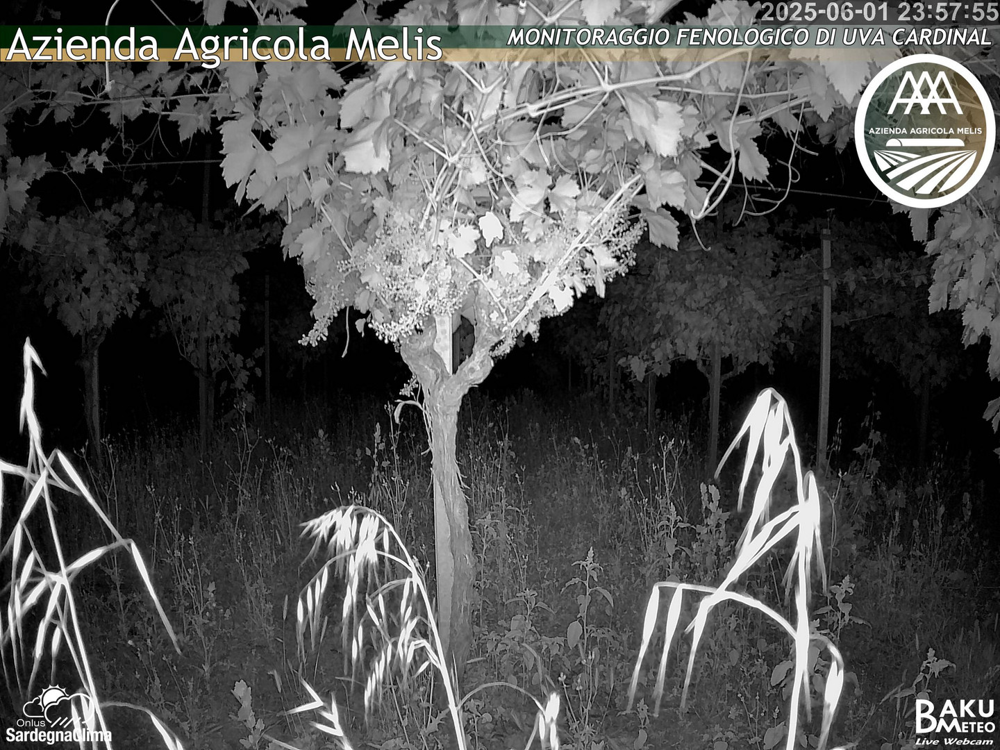 time-lapse frame, Bari Sardo - Fenologica webcam