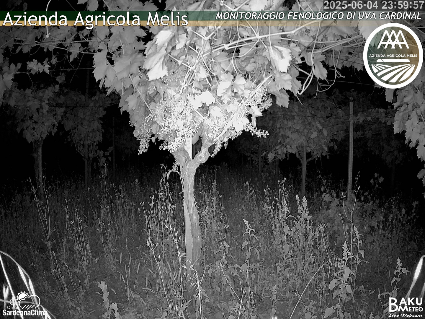 time-lapse frame, Bari Sardo - Fenologica webcam
