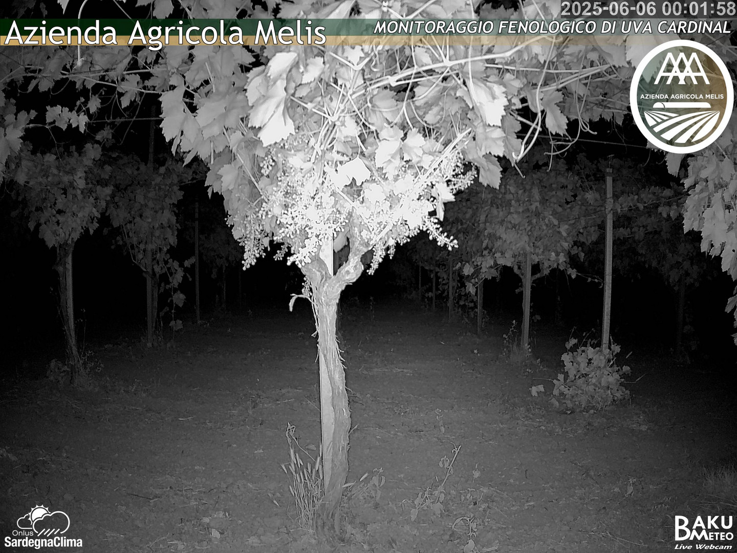 time-lapse frame, Bari Sardo - Fenologica webcam