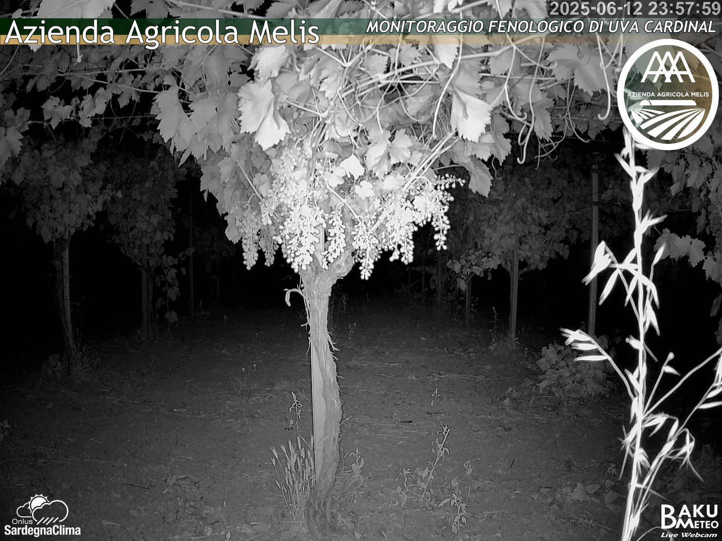 time-lapse frame, Bari Sardo - Fenologica webcam