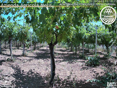 view from Bari Sardo - Fenologica on 2025-06-13