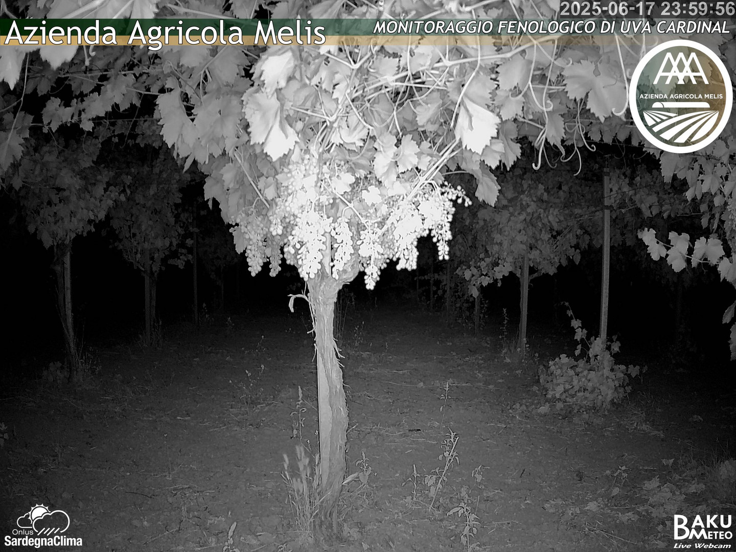 time-lapse frame, Bari Sardo - Fenologica webcam