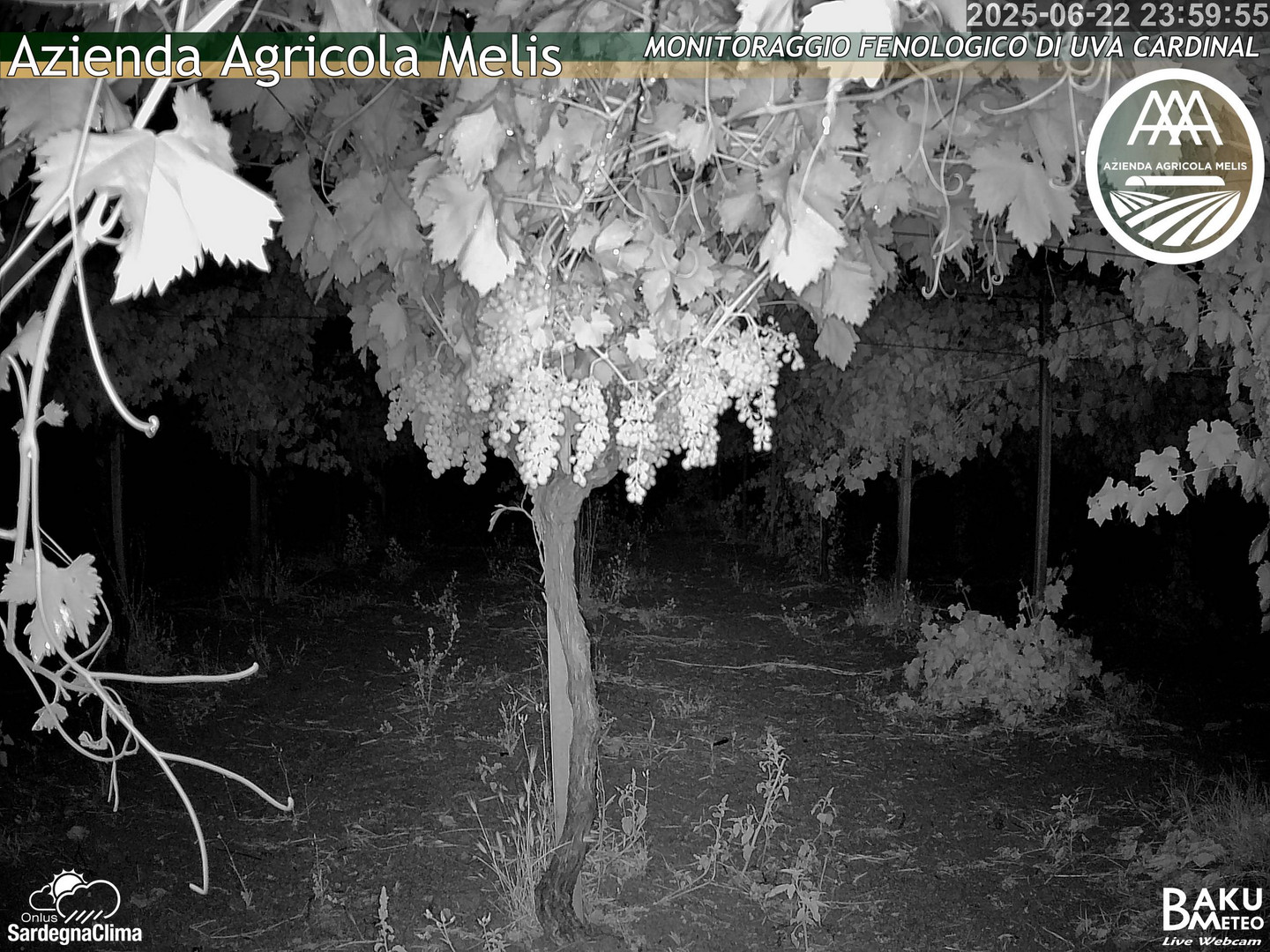 time-lapse frame, Bari Sardo - Fenologica webcam