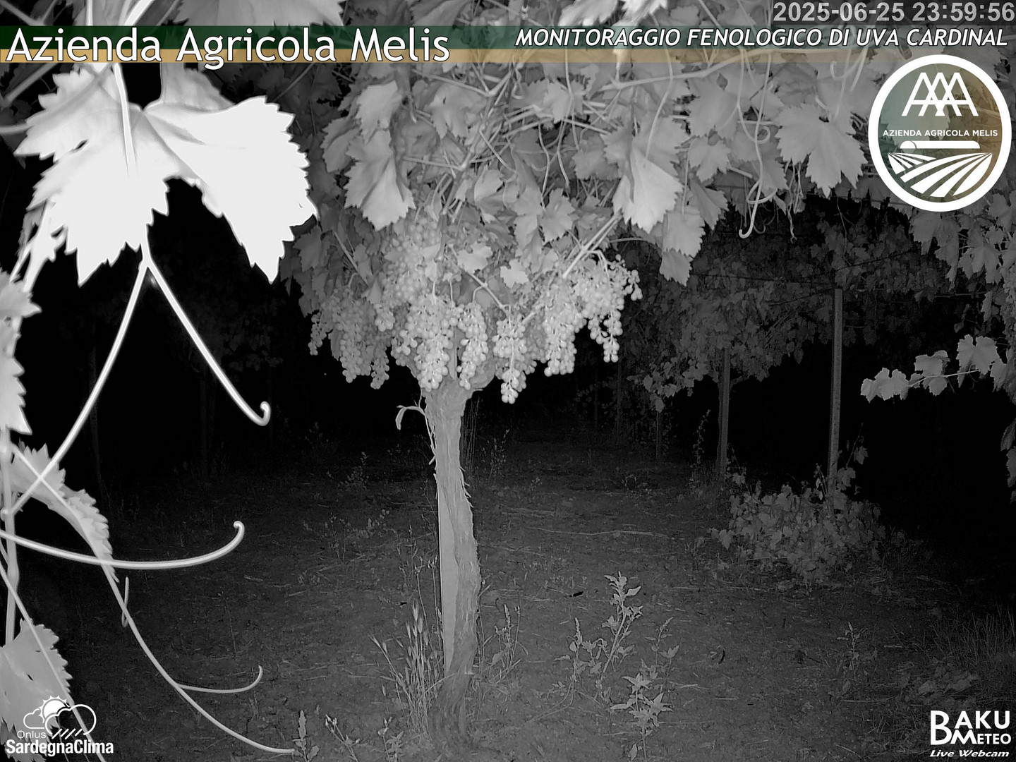 time-lapse frame, Bari Sardo - Fenologica webcam