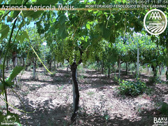 view from Bari Sardo - Fenologica on 2025-06-27