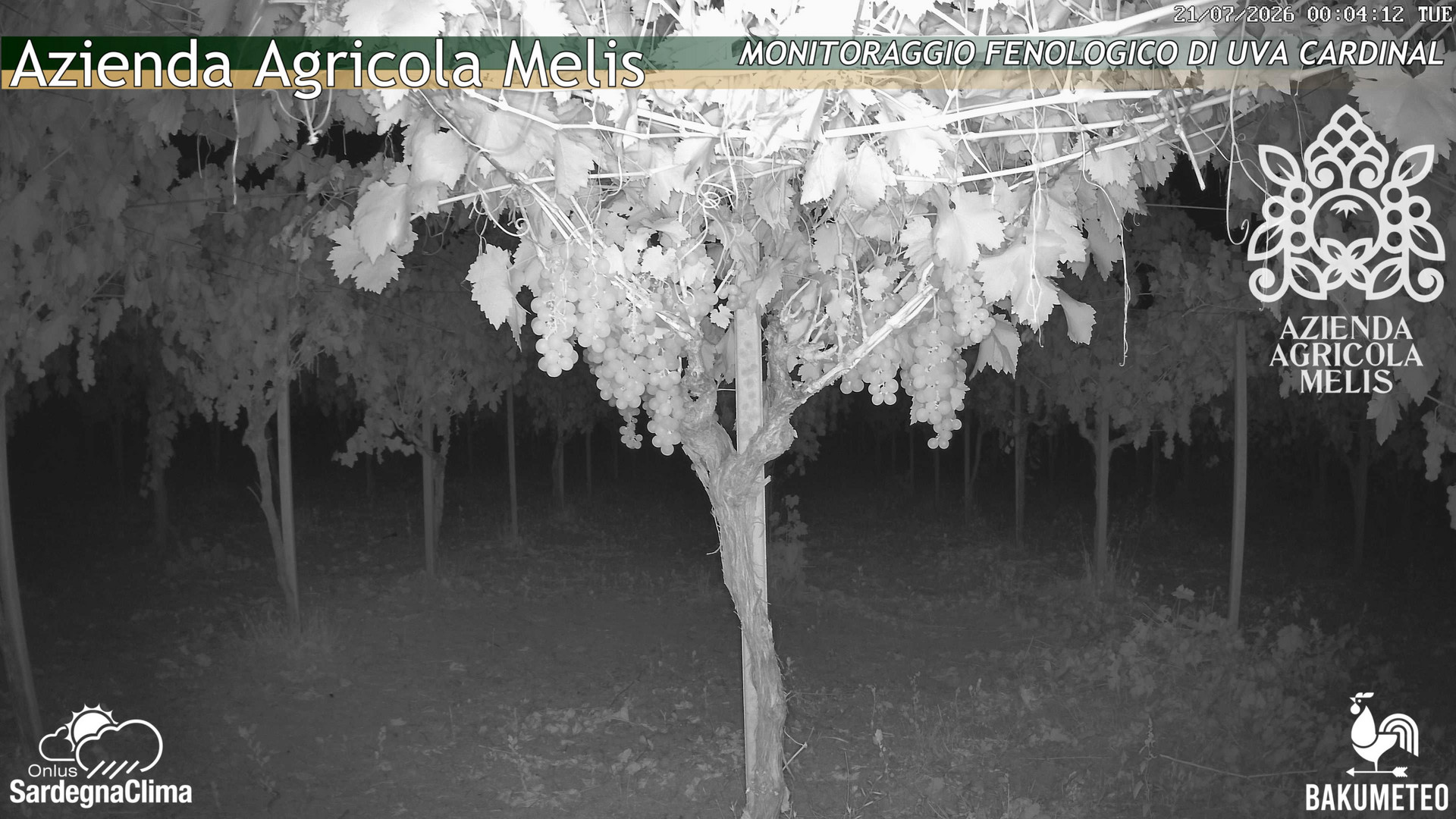 time-lapse frame, Bari Sardo - Fenologica webcam