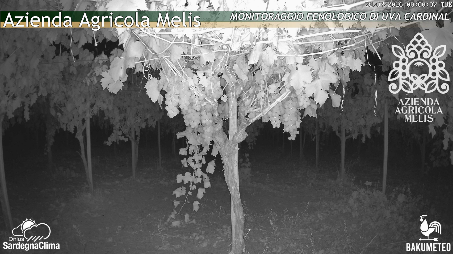 time-lapse frame, Bari Sardo - Fenologica webcam