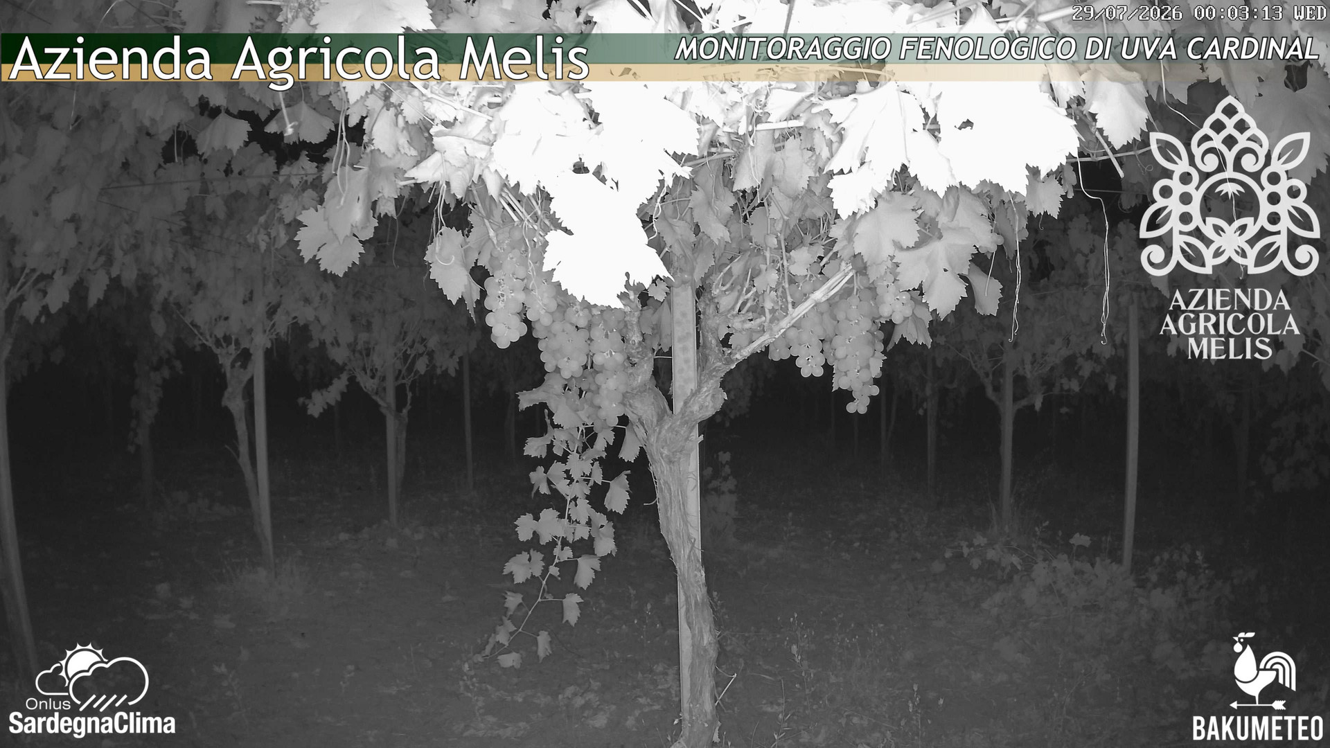 time-lapse frame, Bari Sardo - Fenologica webcam
