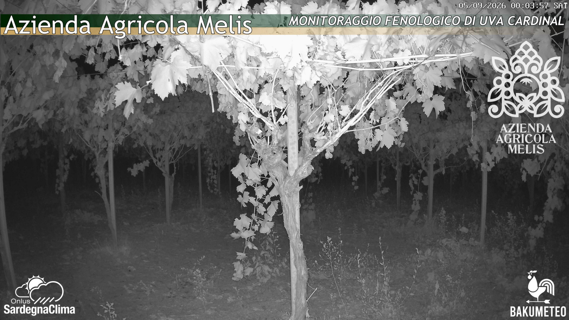 Bari Sardo - Feno... animated GIF