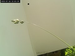 view from Weather Cam on 2025-07-16