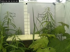 view from Weather Cam on 2026-06-18