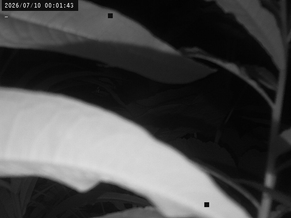 time-lapse frame, Weather Cam webcam