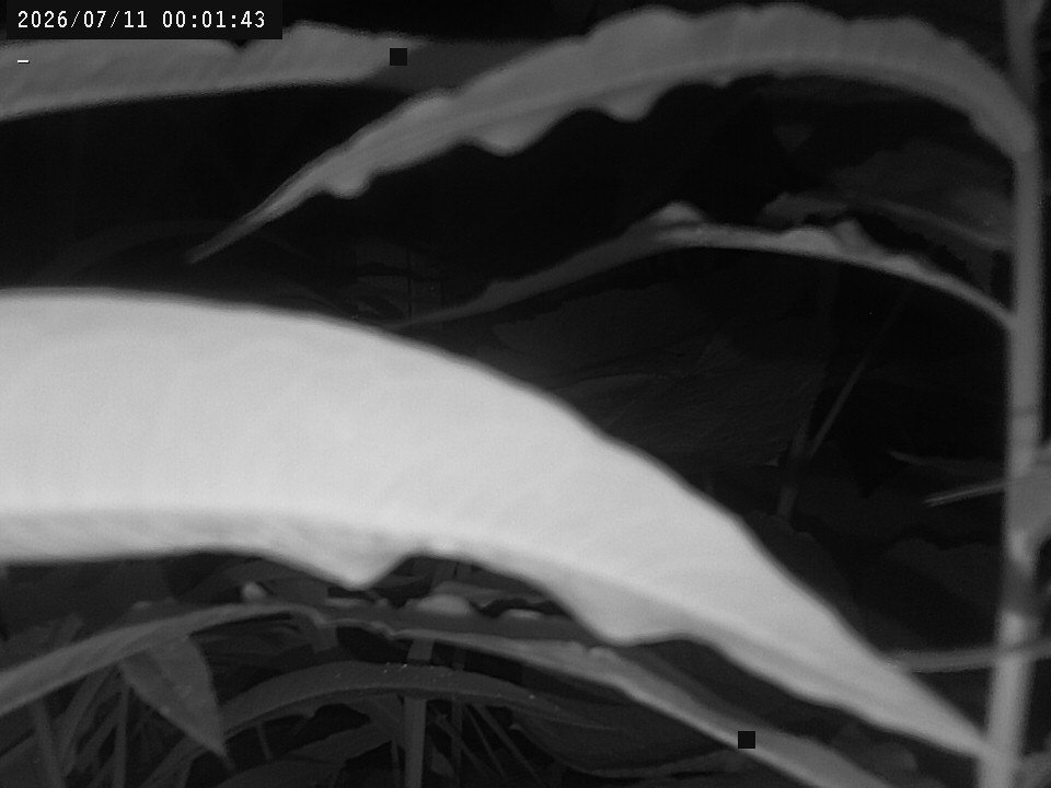time-lapse frame, Weather Cam webcam