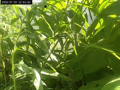 view from Weather Cam on 2026-07-20