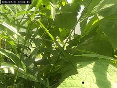 view from Weather Cam on 2026-07-21