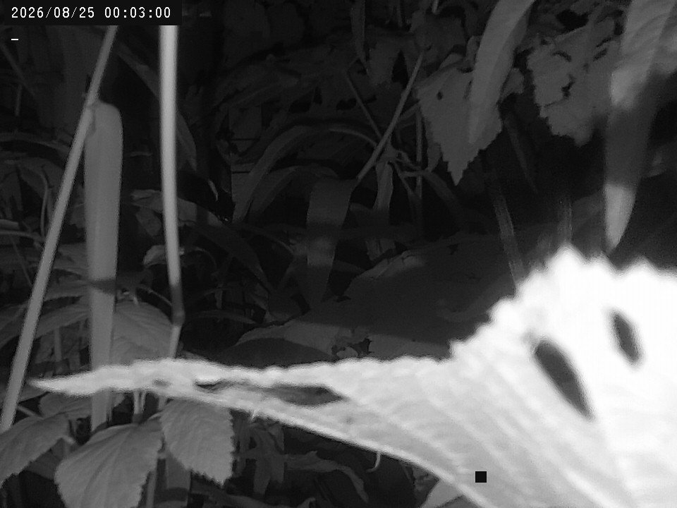 time-lapse frame, Weather Cam webcam