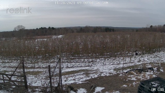 time-lapse frame, UM CSO webcam
