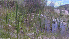 view from Pakoon Springs Stream Side on 2025-05-12