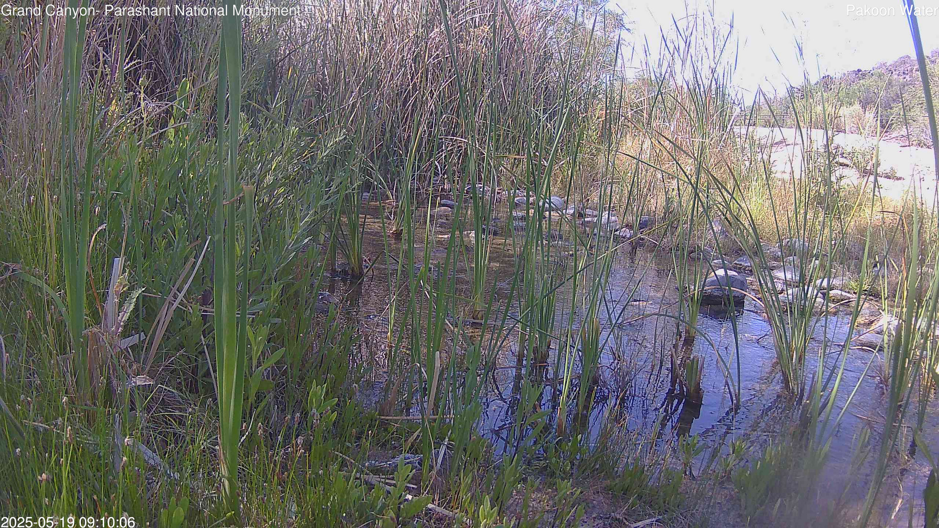 time-lapse frame, Pakoon Springs Stream Side webcam