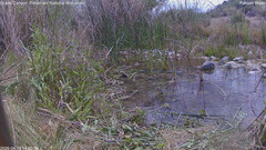 view from Pakoon Springs Stream Side on 2026-04-13
