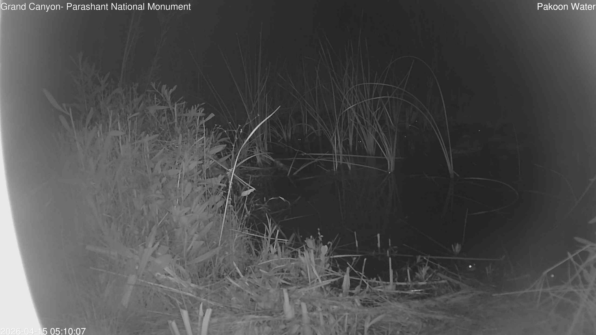 time-lapse frame, Pakoon Springs Stream Side webcam