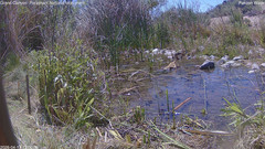 view from Pakoon Springs Stream Side on 2026-04-17
