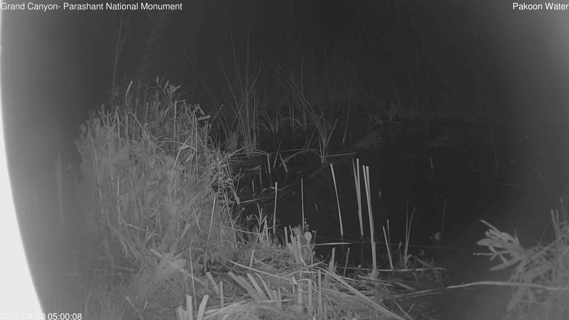 time-lapse frame, Pakoon Springs Stream Side webcam