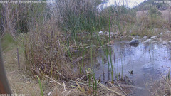 view from Pakoon Springs Stream Side on 2026-04-26