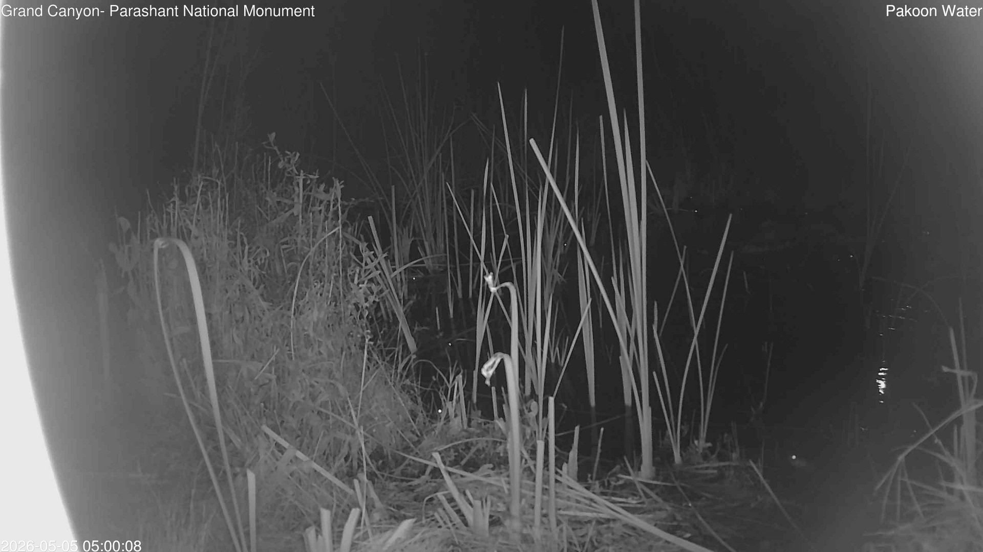 time-lapse frame, Pakoon Springs Stream Side webcam
