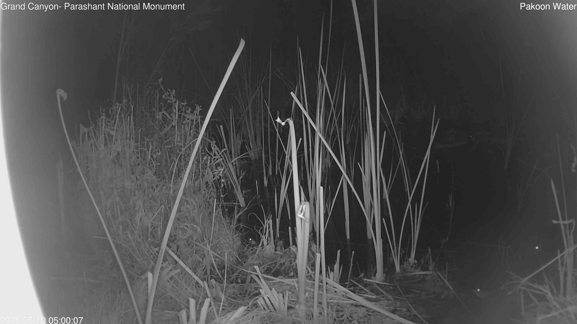 time-lapse frame, Pakoon Springs Stream Side webcam