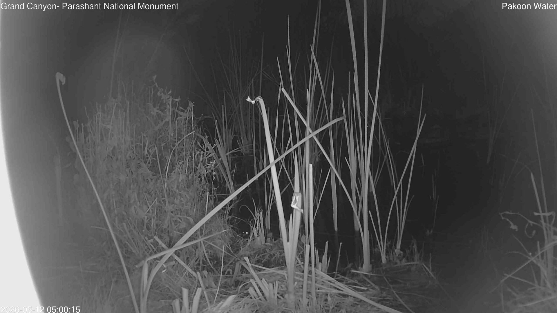 time-lapse frame, Pakoon Springs Stream Side webcam
