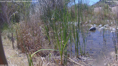 view from Pakoon Springs Stream Side on 2026-05-15