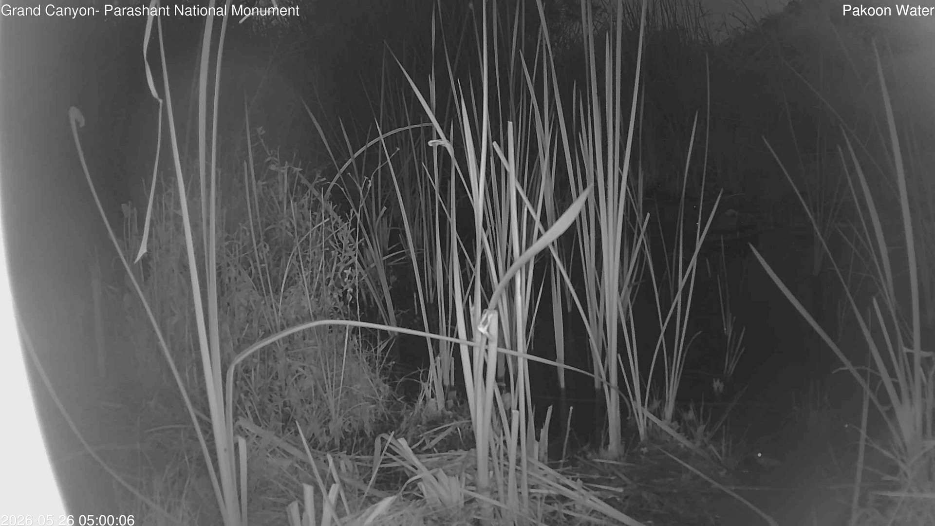 time-lapse frame, Pakoon Springs Stream Side webcam