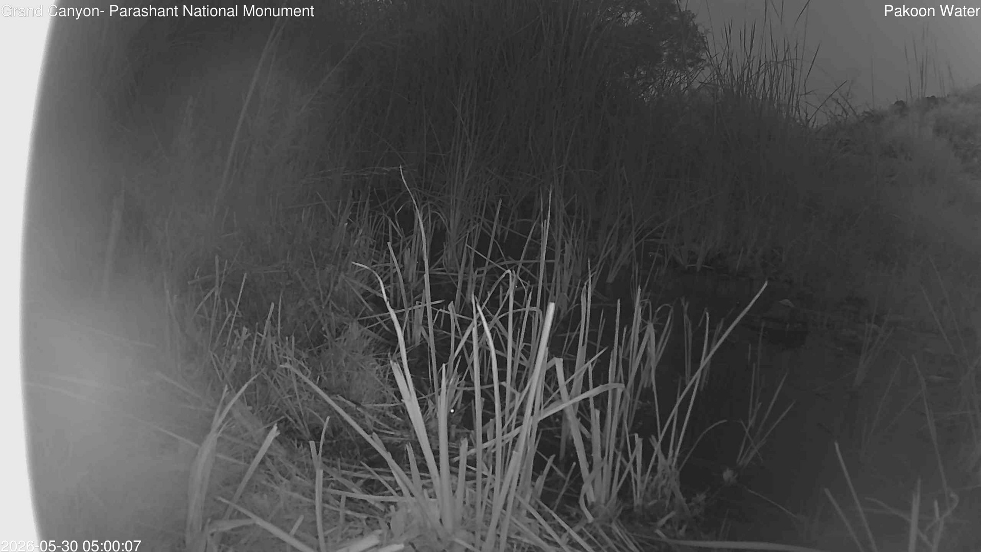 time-lapse frame, Pakoon Springs Stream Side webcam