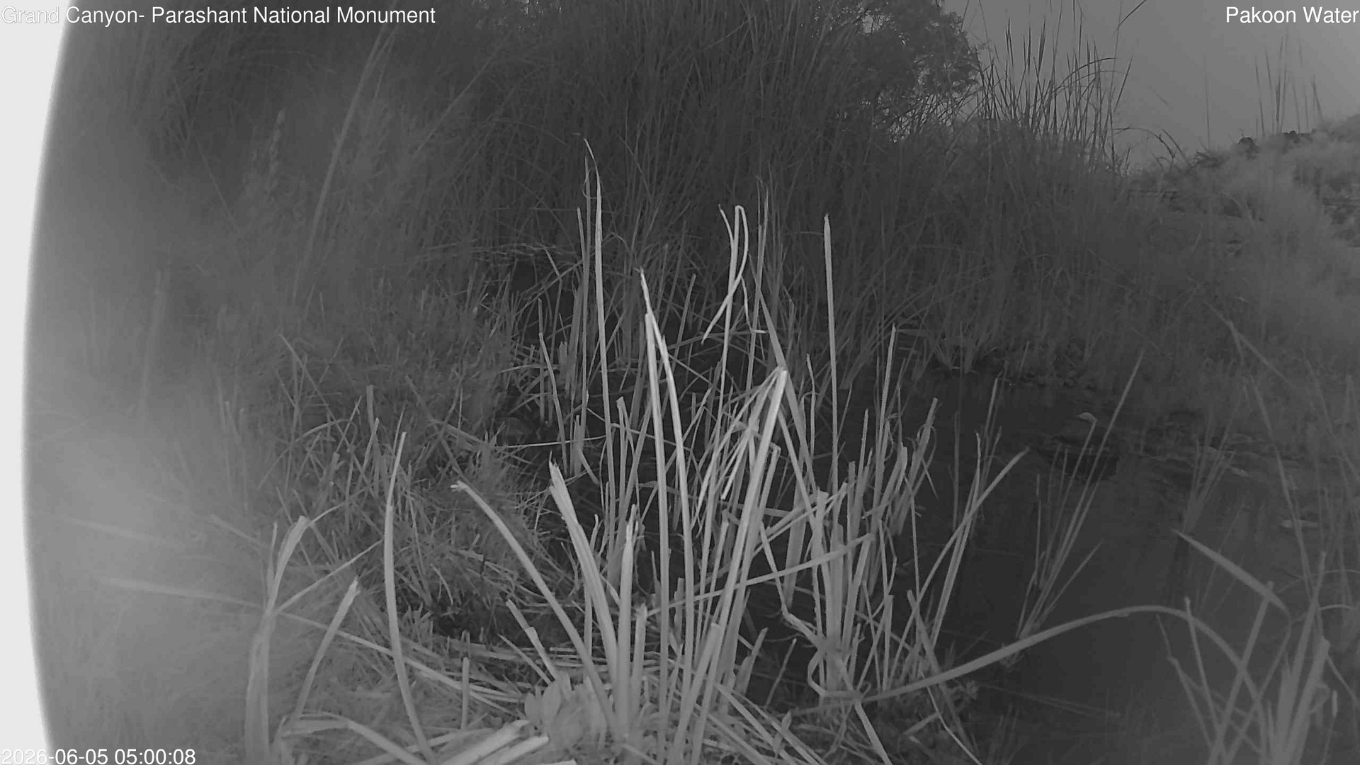 time-lapse frame, Pakoon Springs Stream Side webcam