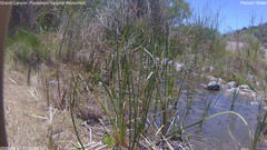 view from Pakoon Springs Stream Side on 2026-06-07