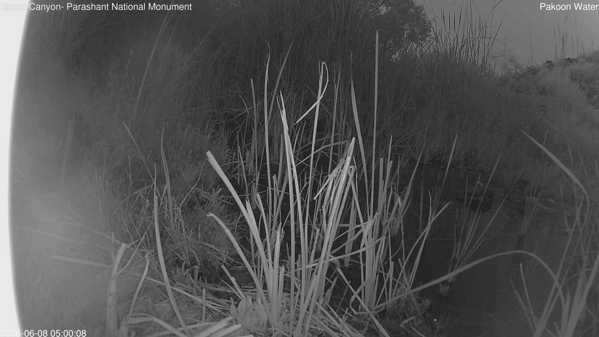 time-lapse frame, Pakoon Springs Stream Side webcam