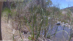 view from Pakoon Springs Stream Side on 2026-06-09